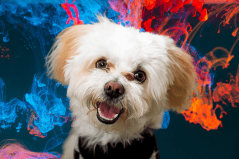 How to Make a Dog Laugh: Unveiling the Secrets to Canine Joy